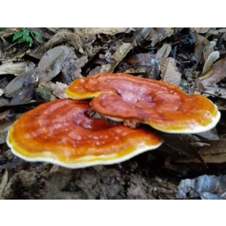 Reishi Mantar Çayı Faydaları - 7-2