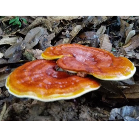 Ganoderma Takviyesi - 5-2