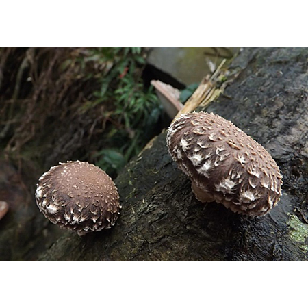 Shiitake mantar özü - 4-9