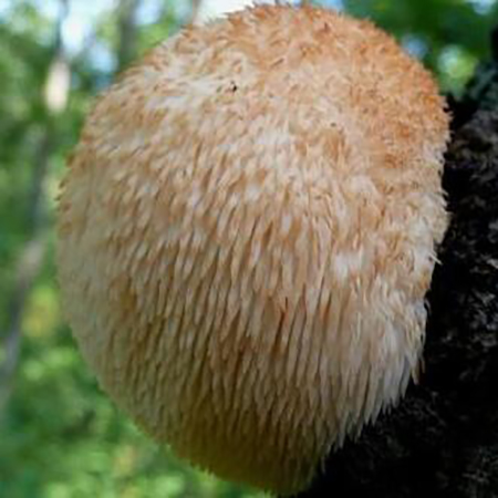 Hericium Erinaceus Özü - 4-6