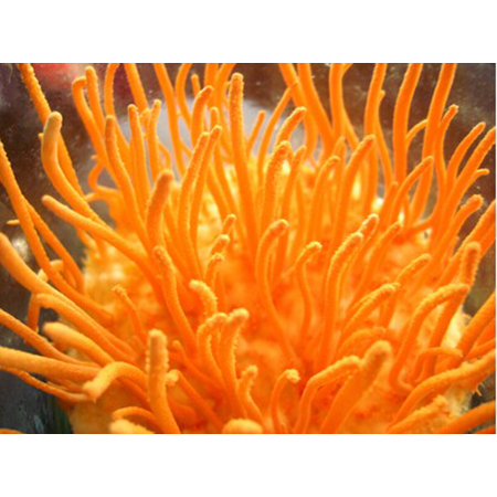 Cordyceps Ekstresi - 4-7