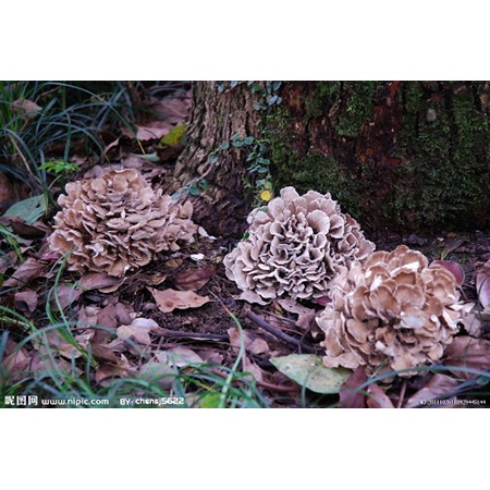 Grifola Frondosa Özü - 4-8