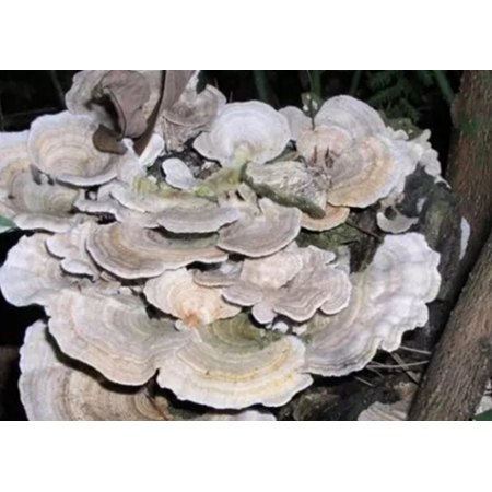 Coriolus Versicolor Mantar Özü - 7-3