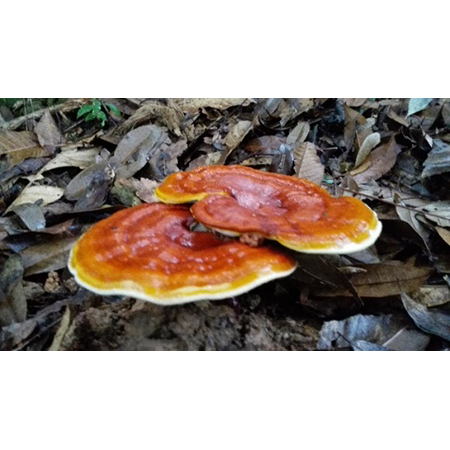 Ganoderma özü - 4-2