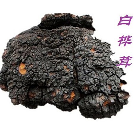 Chaga özü - 4-4