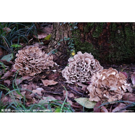 Grifola Frondosa - 5-8