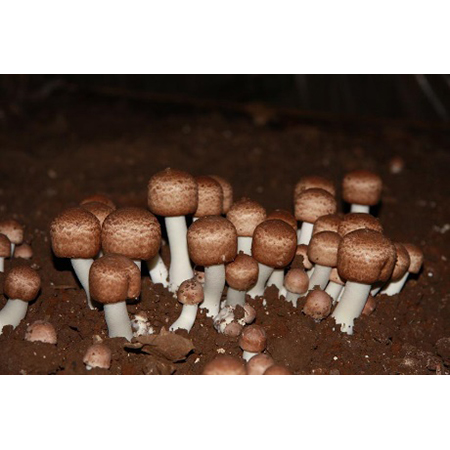 Agaricus Blazei Özü - 4-10